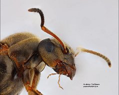 Lasius niger