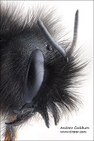 2010-03-31-Osmia-cornuta-profile