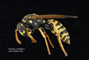 2009-06-28-Polistes-dominula-side