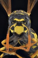 2009-07-02-Polistes-dominula-head