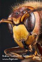 2009-05-13-Vespa-Crabro