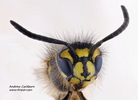 2009-07-27-Vespula-vulgaris-face2