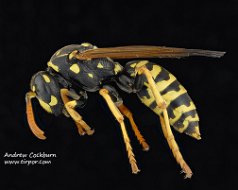 Polistes dominula