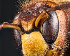 Vespa Crabro