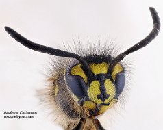 Vespula vulgaris