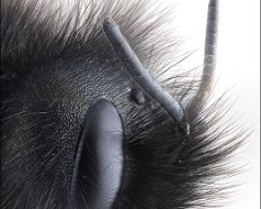 Megachilidae