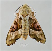 2010-07-24-Phlogophora-meticulosa