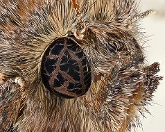 Autographa gamma