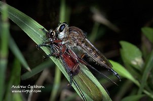 D2H_072504_0362_Robber_damsel_web