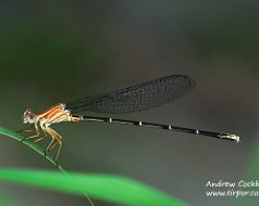 Zygoptera