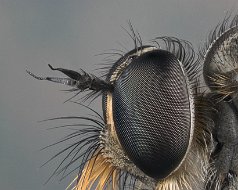 Diptera