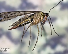 Mecoptera