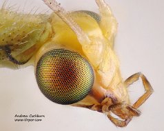 Neuroptera