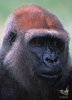 2001_gorilla_1