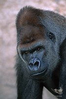 2001_gorilla_2