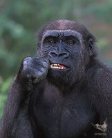 2001_gorilla_3