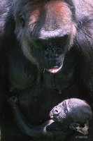 2001_gorilla_4