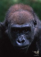 2001_gorilla_5