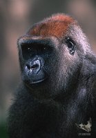 2001_gorilla_6