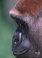 2001_gorilla_7