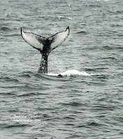 090813_CapeCod-Provincetown-humpback_1