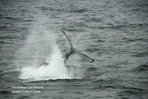 090813_CapeCod-Provincetown-humpback_2