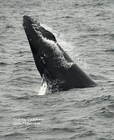 090813_CapeCod-Provincetown-humpback_3