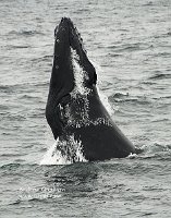 090813_CapeCod-Provincetown-humpback_4