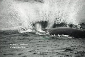 090813_CapeCod-Provincetown-humpback_5