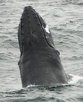 090813_CapeCod-Provincetown-humpback_6