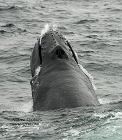 090813_CapeCod-Provincetown-humpback_7