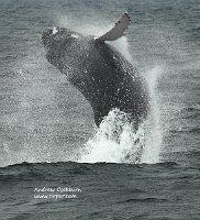 090813_CapeCod-Provincetown-humpback_8