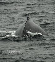 090813_CapeCod-Provincetown-humpback_9