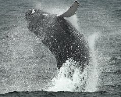 Humpbacks