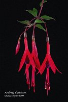 2009-10-08-fuchsia