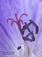 2009-06-01-Geranium_Carpel_and_Stamen-2