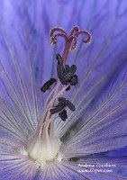 2009-06-04-Geranium_Carpel_and_Stamen