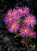 Aster