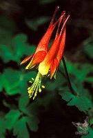 Columbine