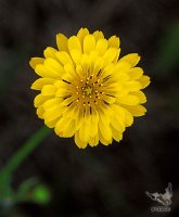 Texas_dandelion_NM