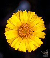 Yellow_flower_NM_3