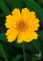 Yellow_flower_NM_4