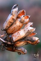 Yucca_Pods