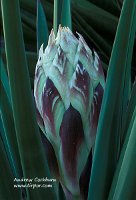 050306FLO146_yucca_heart_web