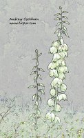 050507FLO009_yucca-spike-art-web