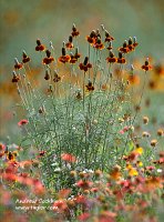 Texas-coneflower-bunch_web