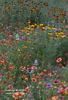 VS0003_SanAntonio_flower_field_web