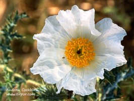 White-Prickly-Poppy_web