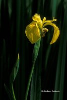 Yellow-flag-iris-PSP_web