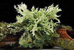 2010-11-21-Evernia prunastri